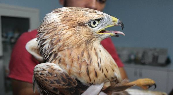 Yaralı Bulunan Kızıl Şahin Tedavi Edildi