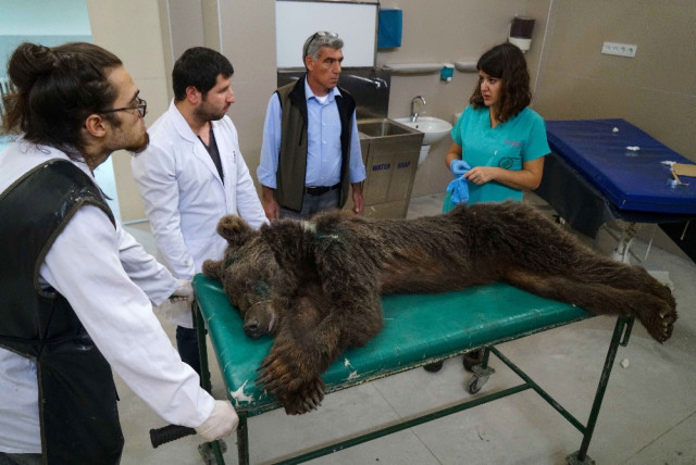 Tüfekle Vurulan Ayının Tedavisi Sürüyor