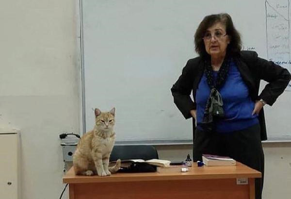 Karabük Üniversitesi’nde Kedi Sevgisi