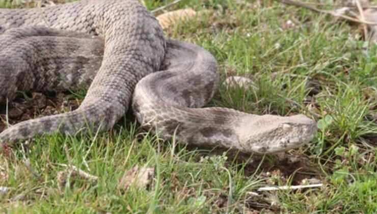 300 bin takipçili çobana ‘engerek’ cezası