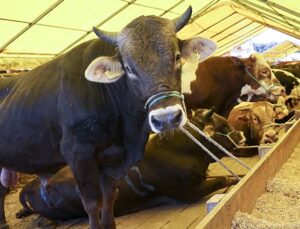 Fehmi Koru: Kaçan hayvanlar ve acemi kasaplar haberleri yerine dine ve sıhhate uygun kesim haberi…