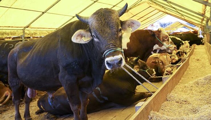 Fehmi Koru: Kaçan hayvanlar ve acemi kasaplar haberleri yerine dine ve sıhhate uygun kesim haberi…