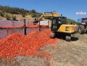 Bursa Karacabey’de eseri elinde kalan çiftçi, 30 ton domatesi kepçeyle yere döktü