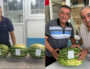 Denizli’de para etmeyen karpuz, düğün davetiyesi oldu; tam 6 ton dağıttı