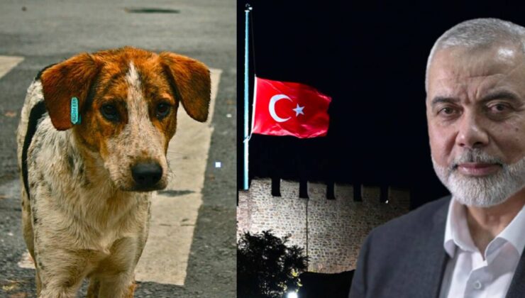 Ertuğrul Özkök: Son anket; Haniye için bayrağı yarıya indirmek, sokak hayvanlarını öldürmek AKP’ye yaramadı