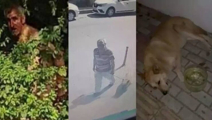 Emsal niteliğinde: Köpeğe cinsel istismar davasına belediye müdahil oldu, zanlının tutuklu yargılanmasına karar verildi