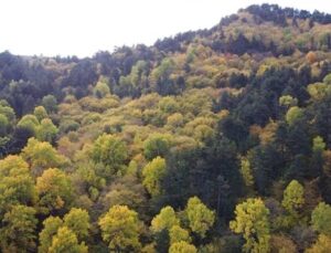 Resmi Gazete’de yayımlandı; devlet ormanları turizm gayeli tahsis edilebilecek