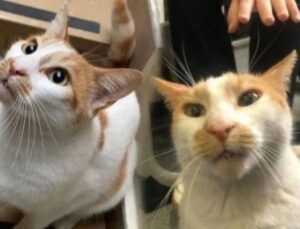 ‘Kedi Faruk’ davasında sanık hakkında 3 yıla kadar mahpus talebi!