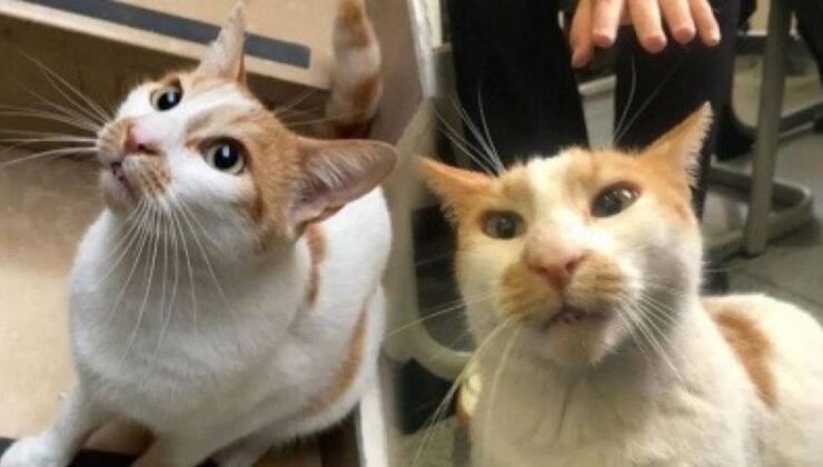‘Kedi Faruk’ davasında sanık hakkında 3 yıla kadar mahpus talebi!
