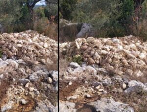 Tarsus’ta boş yere bırakılmış yüzlerce meyyit tavuk bulundu