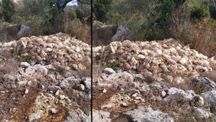 Tarsus’ta boş yere bırakılmış yüzlerce meyyit tavuk bulundu