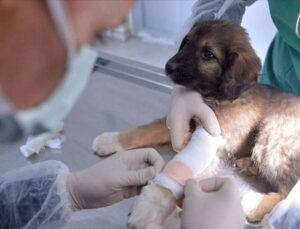Veteriner tıbbi eserlerin satış ve kullanımına ait değişiklikler Resmi Gazete’de yayımlandı