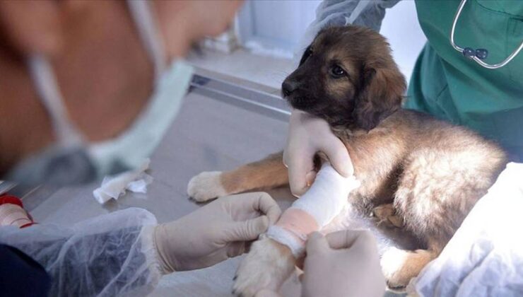 Veteriner tıbbi eserlerin satış ve kullanımına ait değişiklikler Resmi Gazete’de yayımlandı