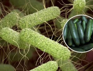 ABD’de salatalıklarda salmonella riski