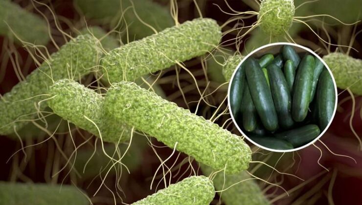 ABD’de salatalıklarda salmonella riski