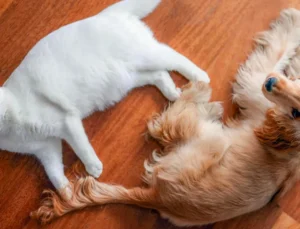 Polis müdahalesinde biber gazından etkilenen CHP’nin kedisi Zafer ve köpeği Mayıs’ın sıhhat durumları hakkında açıklama