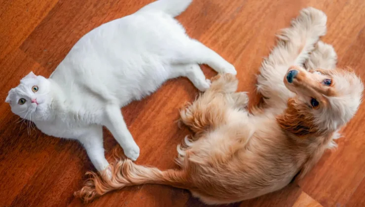 Polis müdahalesinde biber gazından etkilenen CHP’nin kedisi Zafer ve köpeği Mayıs’ın sıhhat durumları hakkında açıklama