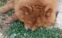 Köpeğin eziyet sonucu öldüğü argümanına ait 1 gözaltı