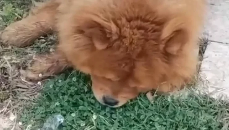 Köpeğin eziyet sonucu öldüğü argümanına ait 1 gözaltı