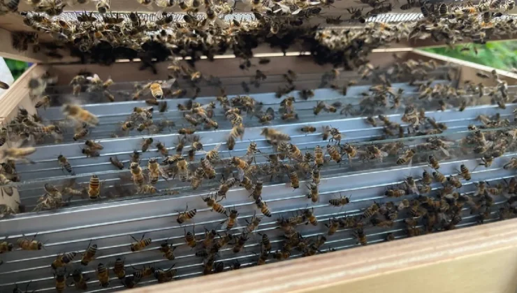 Böbrek tedavisinde umut veren çalışma: Bilim insanları arı zehrini nanoteknolojiyle buluşturdu