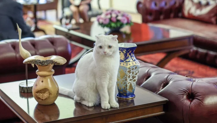 Kedi Zafer CHP’de mi kaldı, Yeni Parti’ye mi geçti?